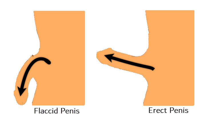 Flaccid & Erect Penis Position